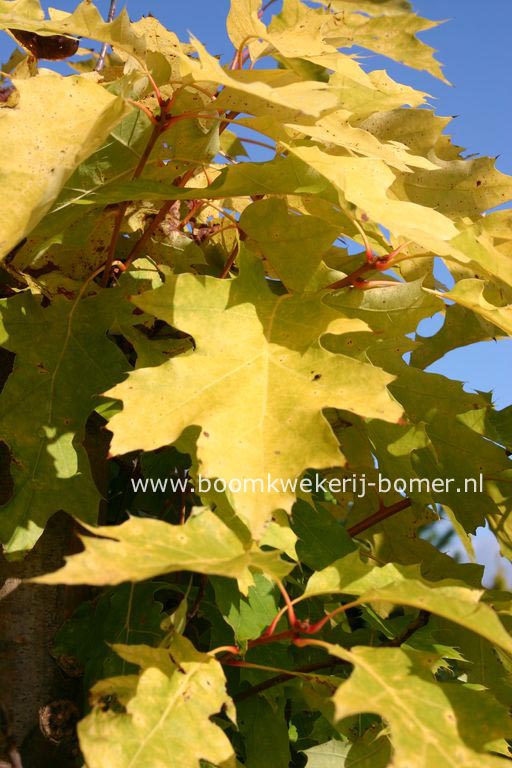 Quercus rubra 'Magic Fire'