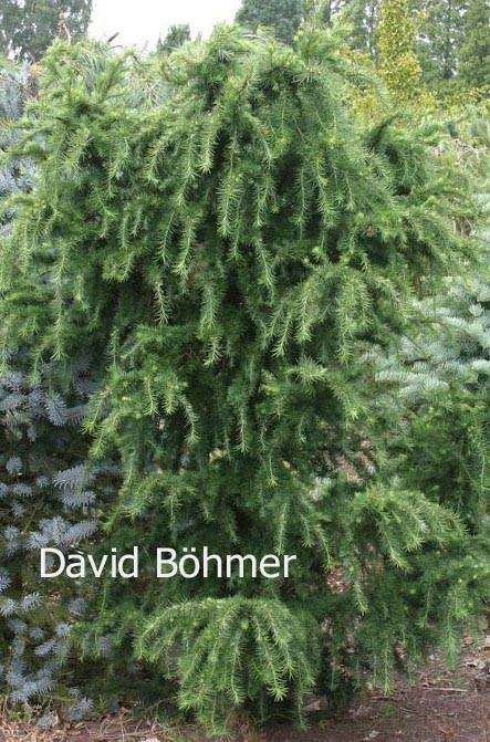 Larix kaempferi 'Little Boggle'