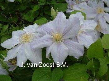 Clematis 'Asagasumi'