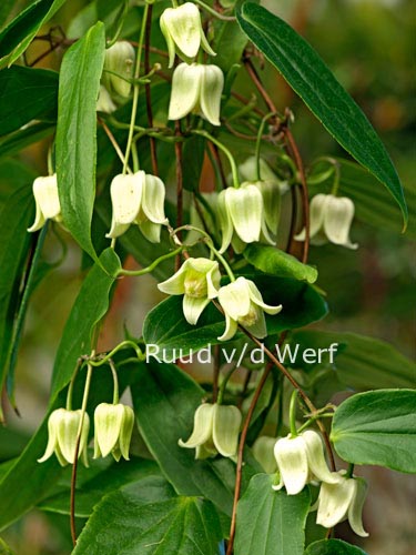 Clematis 'Snow Bells'