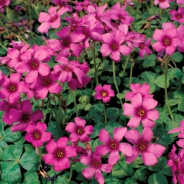 Oxalis brasiliensis