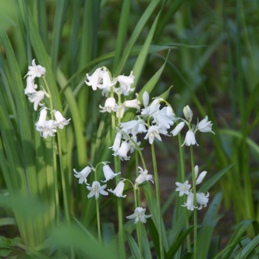 Brimeura amethystina 'Alba' (84864)