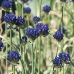 Allium litvinovii (84918)