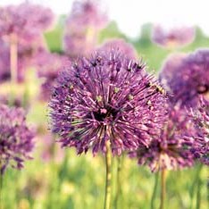 Allium jesdianum 'Akbulak' (84920)