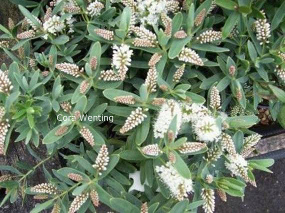 Hebe 'Blue Star'