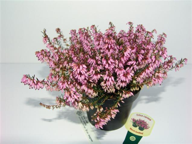 Erica carnea 'March Seedling' (84966)