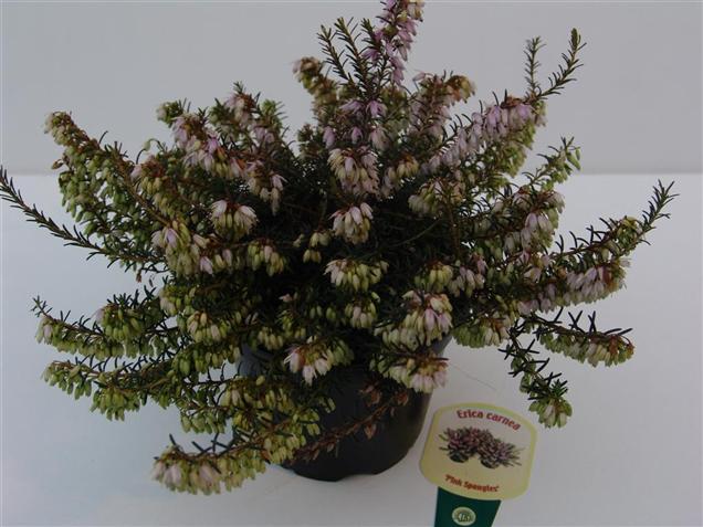 Erica carnea 'Pink Spangles' (84970)