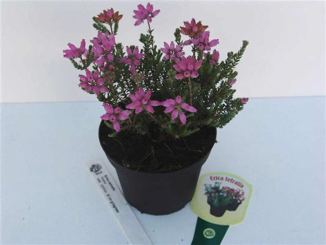 Erica tetralix 'Helma' (84977)