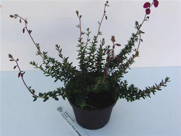 Daboecia scotica 'Goscote' (84986)