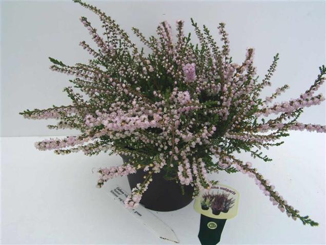 Calluna vulgaris 'Radnor'