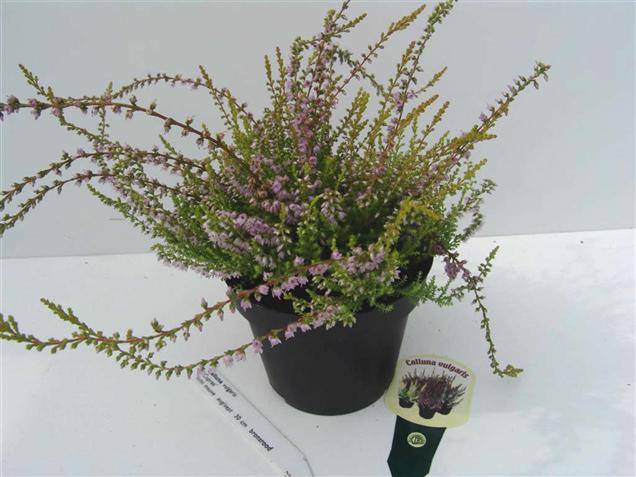 Calluna vulgaris 'Cuprea' (84995)