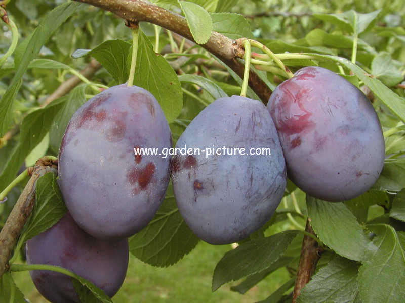 Prunus domestica 'Hanita'