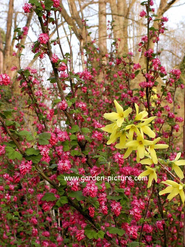 Ribes sanguineum 'King Edward VII' (85500)