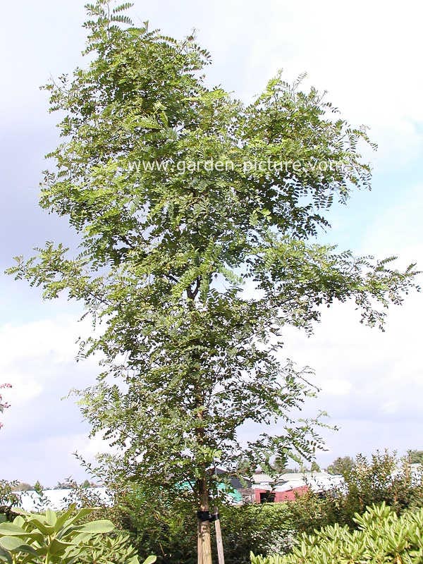Robinia pseudoacacia 'Nyirsegi'