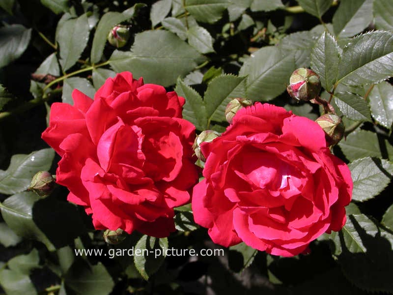 Rosa 'Blaze Superior' (85683)