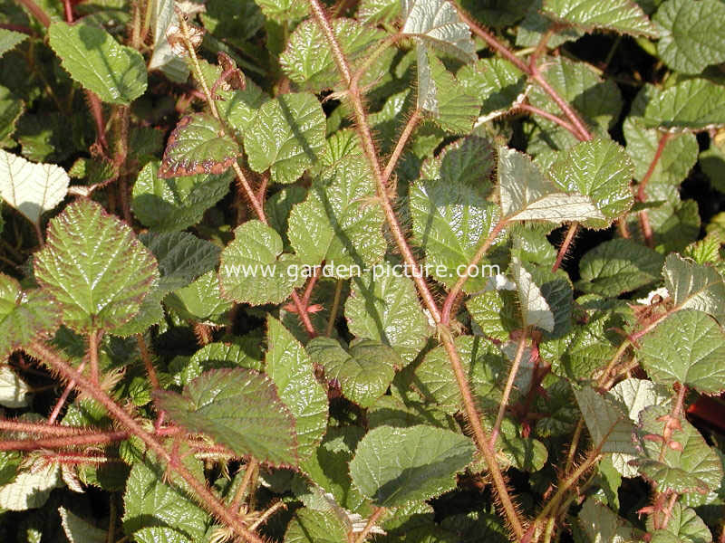 Rubus tricolor 'Intergreen' (DART'S EVERGREEN) (85859)