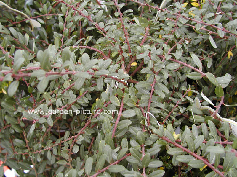 Salix repens 'Armando'