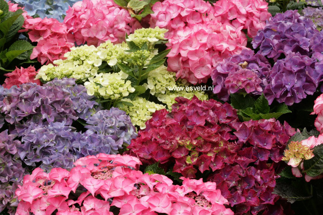Hydrangea macrophylla