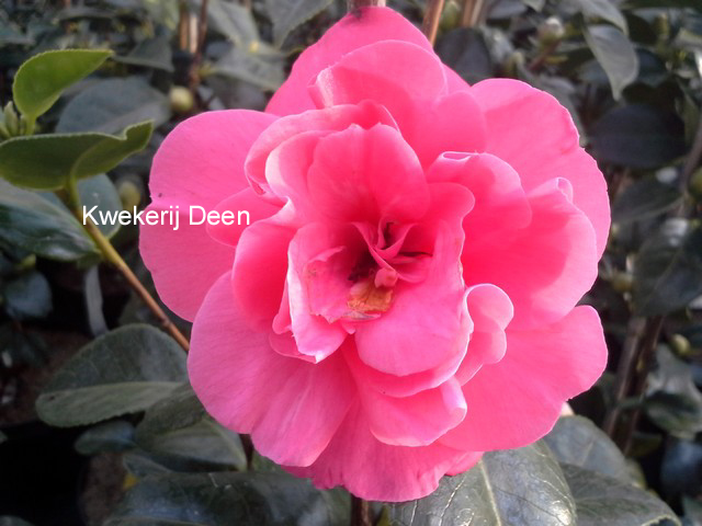Camellia japonica 'Jerry Hill'