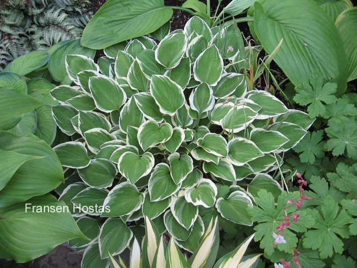 Hosta 'Diamond Tiara'