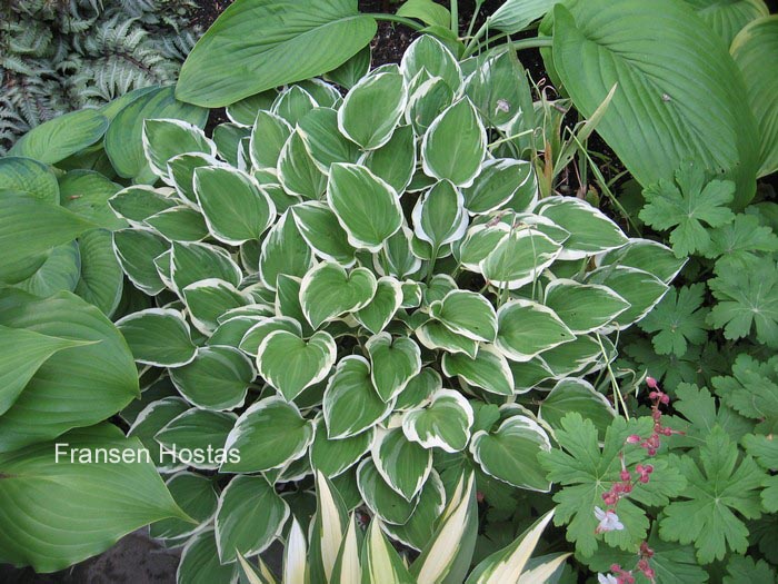 Hosta 'Diamond Tiara' (86234)