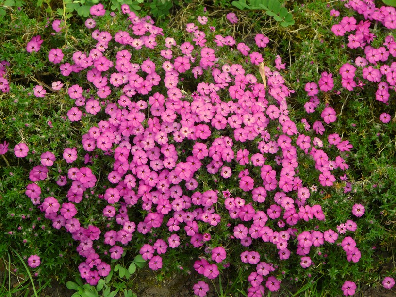 Phlox douglasii 'Crackerjack'