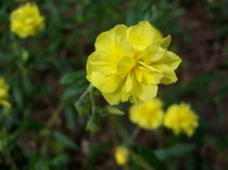 Helianthemum 'Sulphureum Plenum' (86458)