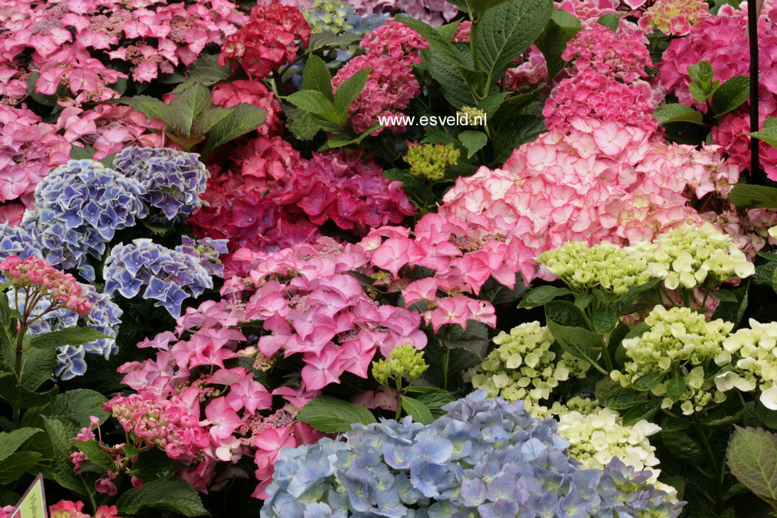 Hydrangea macrophylla