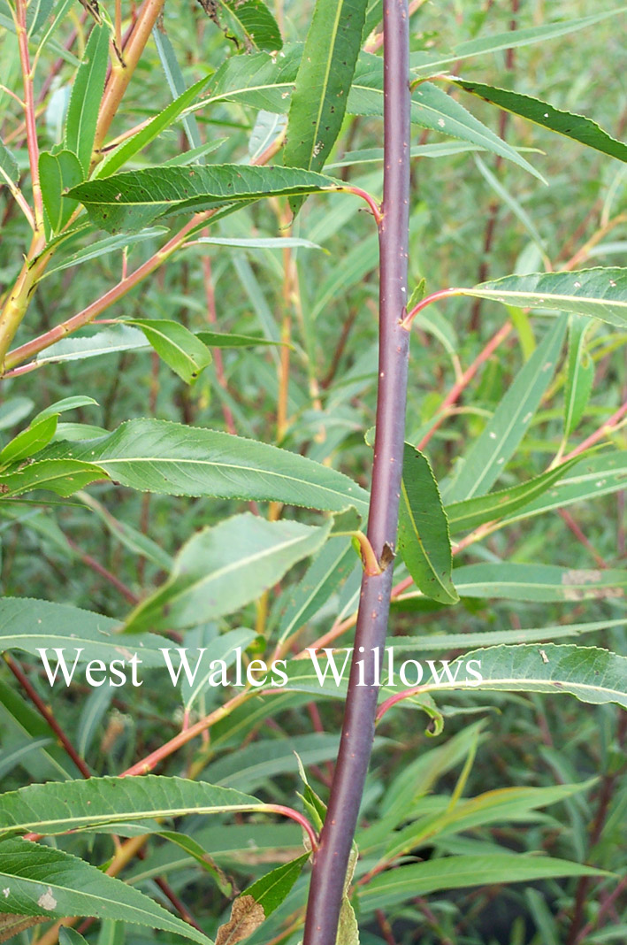 Salix acutifolia