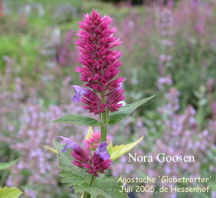 Agastache 'Globetrotter'