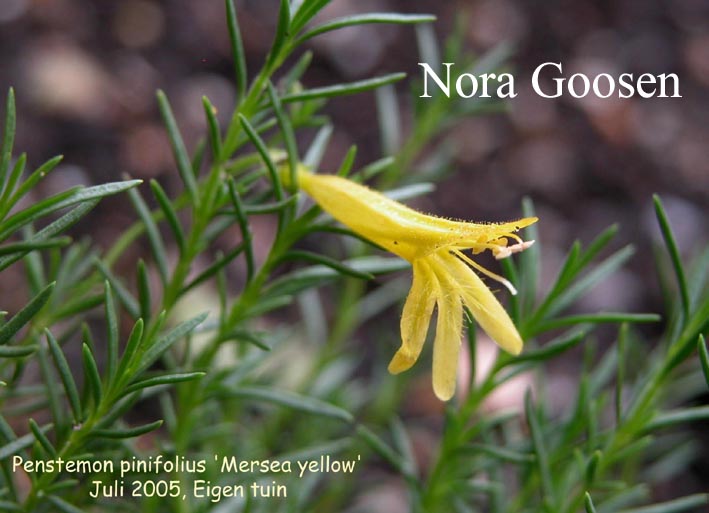 Penstemon pinifolius 'Mersea Yellow'
