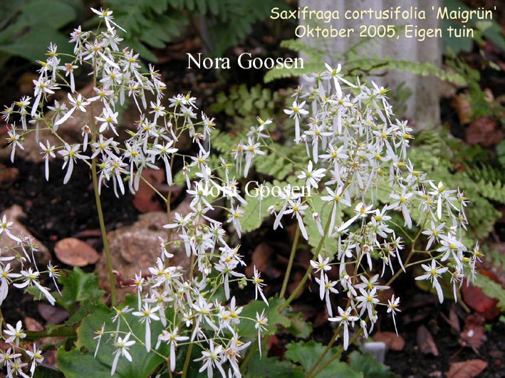 Saxifraga cortusifolia 'Maigruen'
