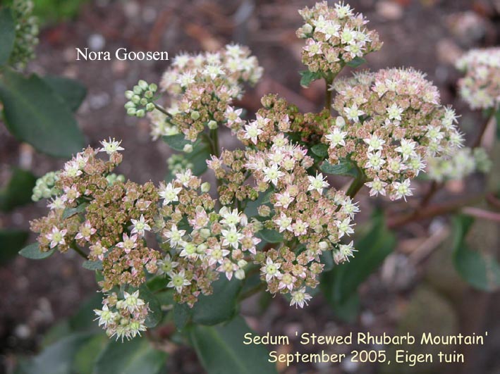 Sedum 'Stewed Rhubarb Mountain' (87233)