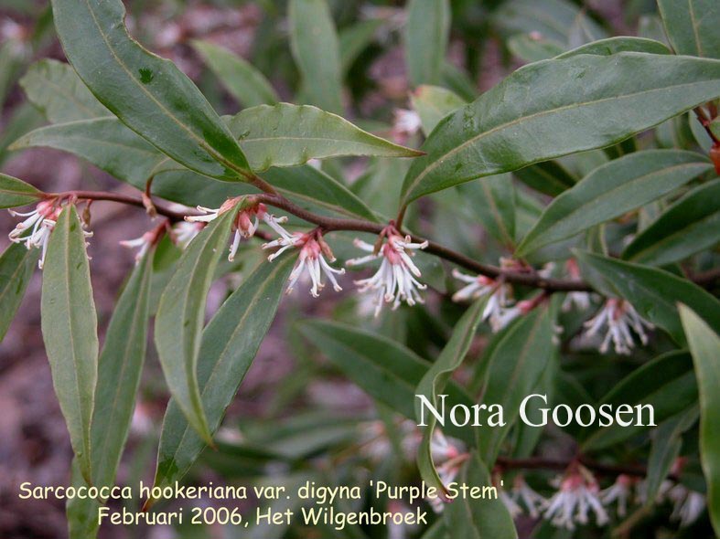 Sarcococca hookeriana 'Purple Stem' (87412)