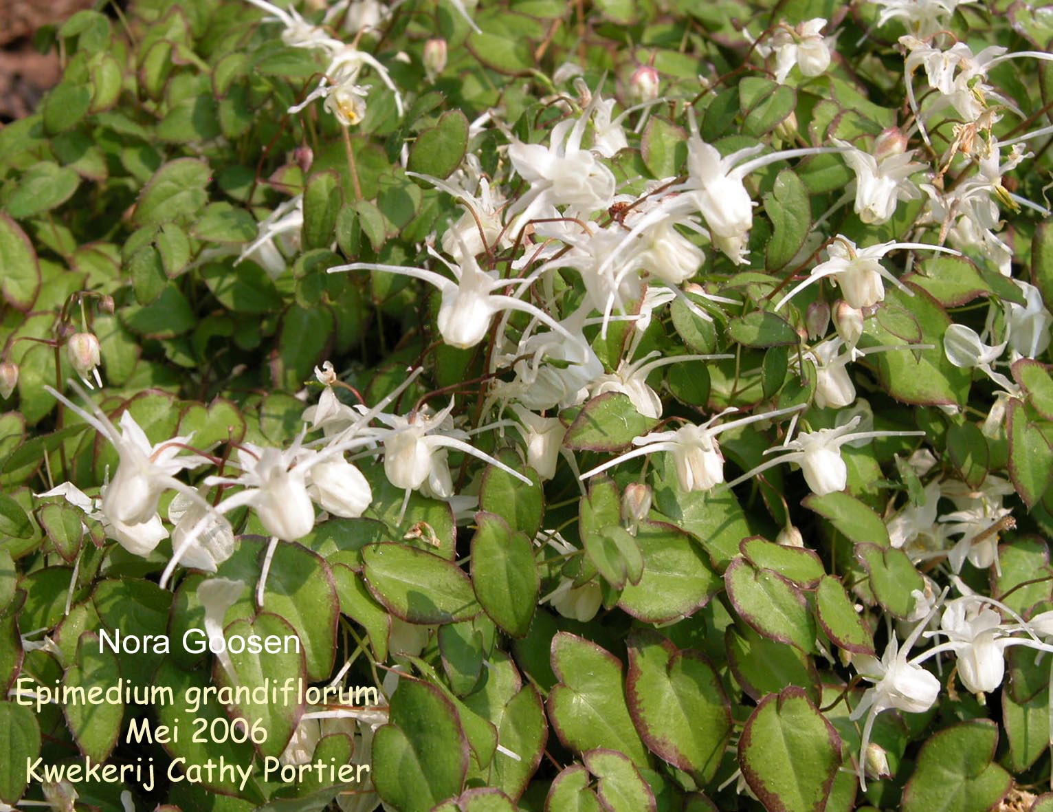 Epimedium grandiflorum 'White Queen'