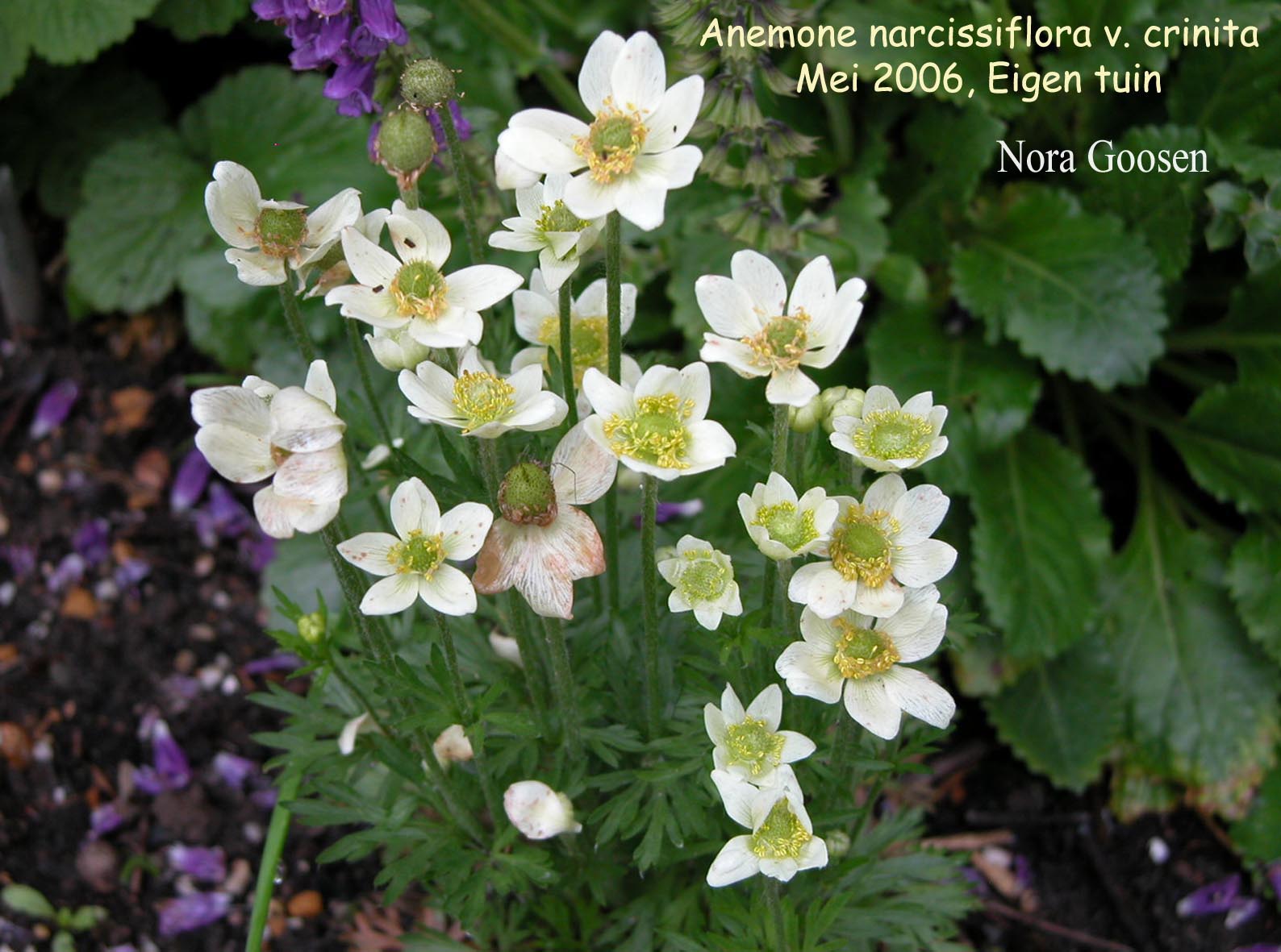 Anemone narcissiflora var. crinita (87730)