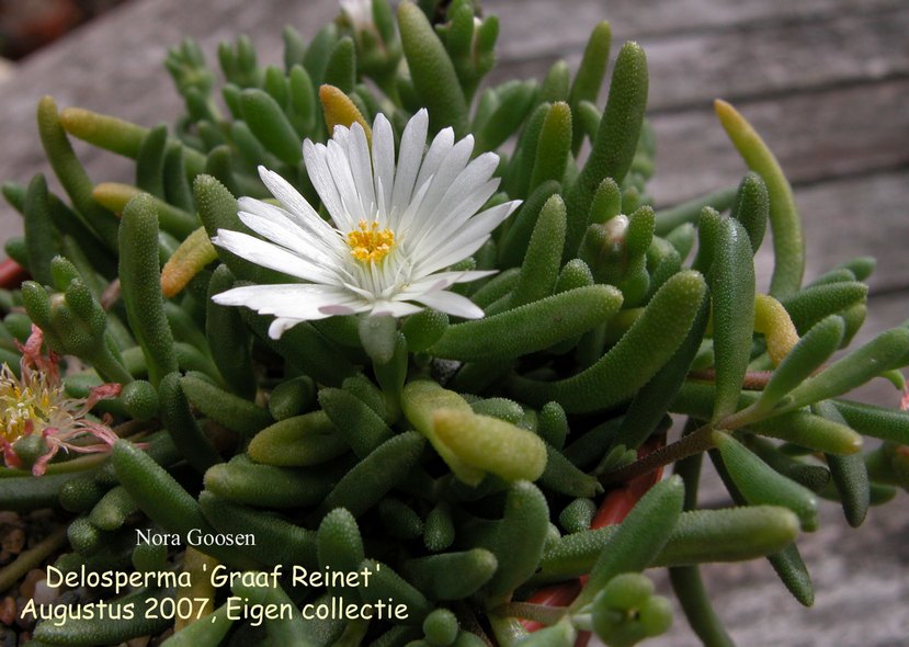 Delosperma 'Graaf Reinet' (87755)