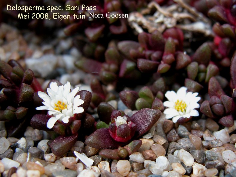 Delosperma 'Sani Pas' (87756)