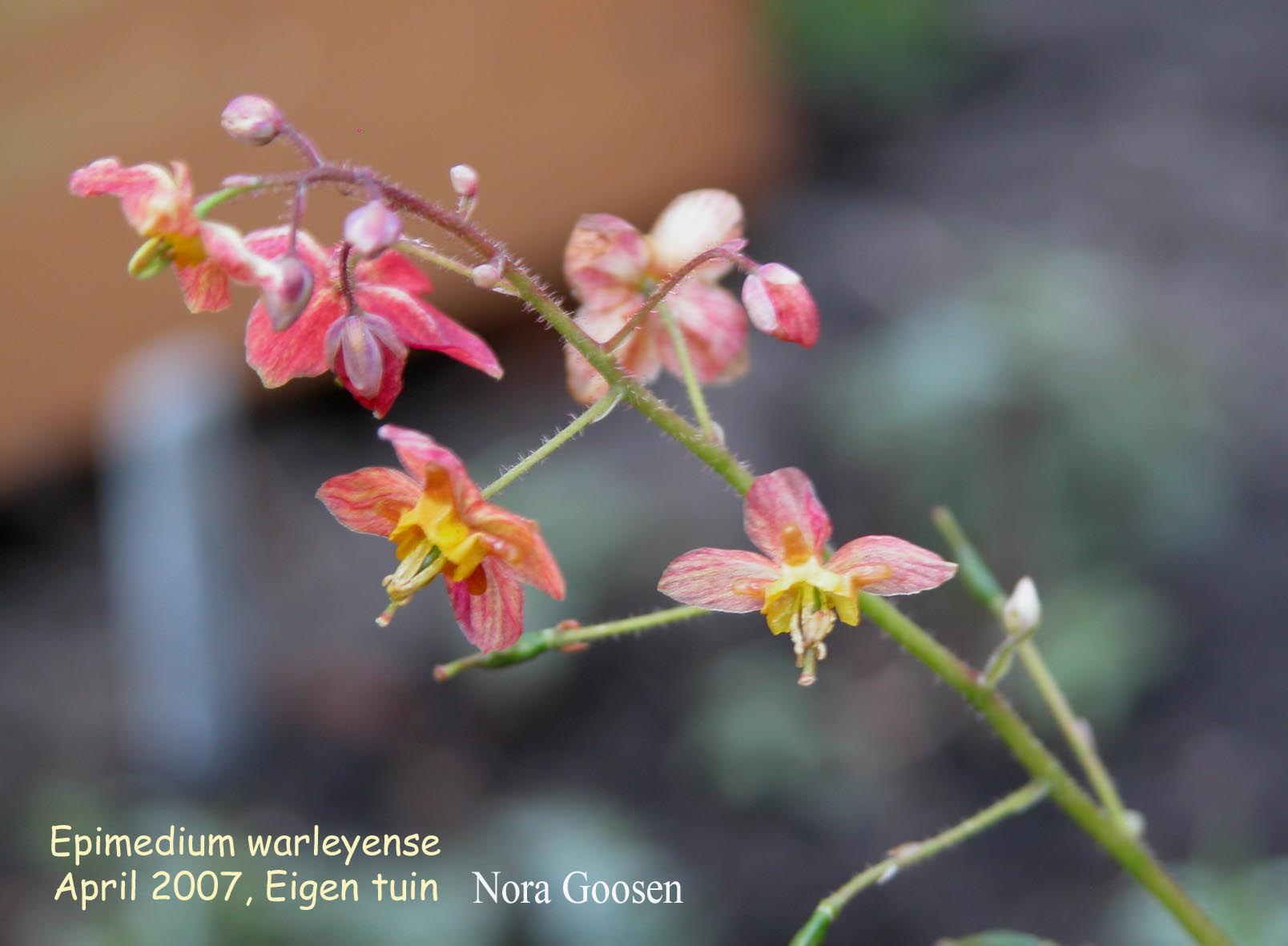 Epimedium warleyense (87757)