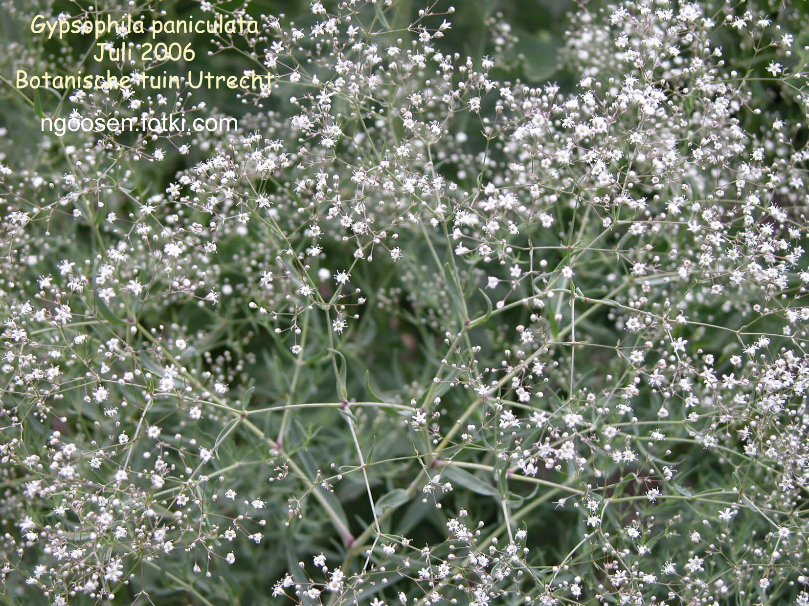 Gypsophila paniculata