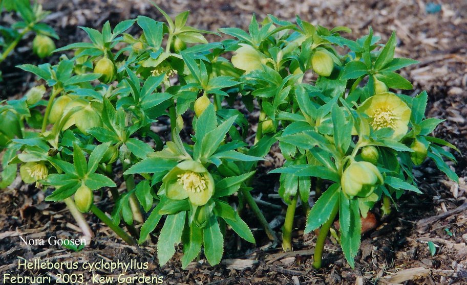 Helleborus cyclophyllus (87769)