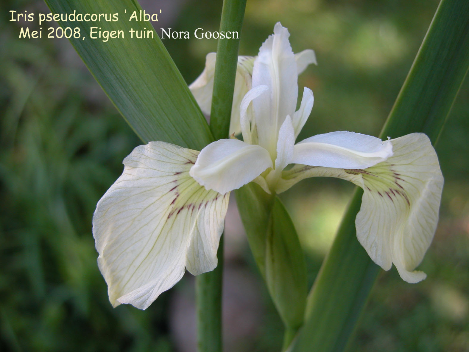 Iris pseudacorus 'Alba'
