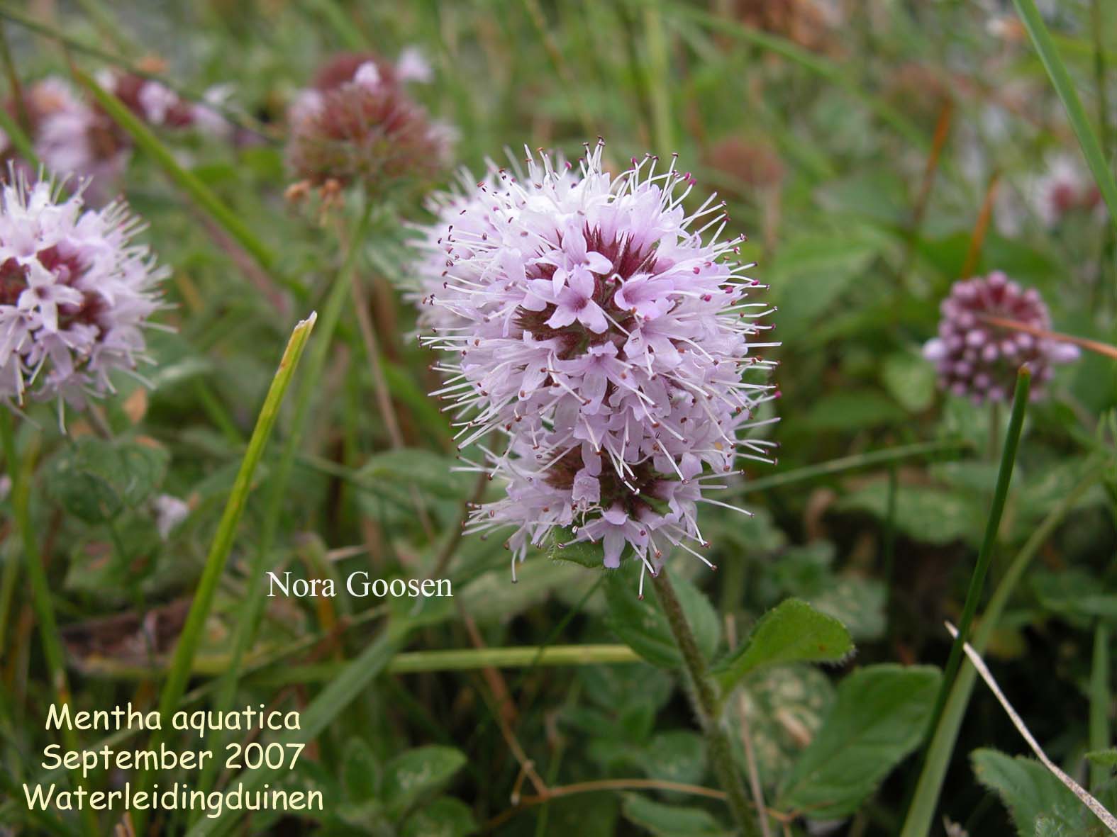 Mentha aquatica (87780)