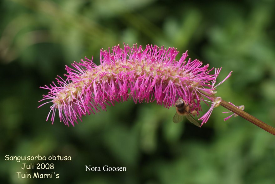 Sanguisorba obtusa (87902)