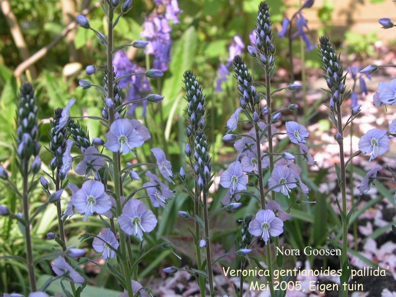 Veronica gentianoides 'Pallida' (87916)