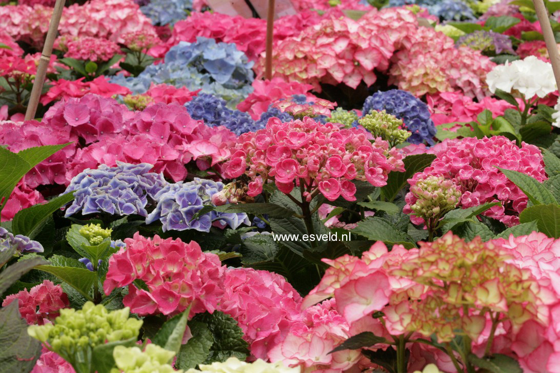 Hydrangea macrophylla