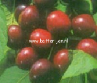Prunus avium 'Bigarreau Burlat' (88381)