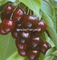 Prunus avium 'Octavia'