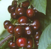 Prunus avium 'Pollux'