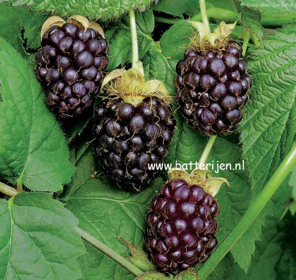 Rubus 'Boysenberry' (88498)